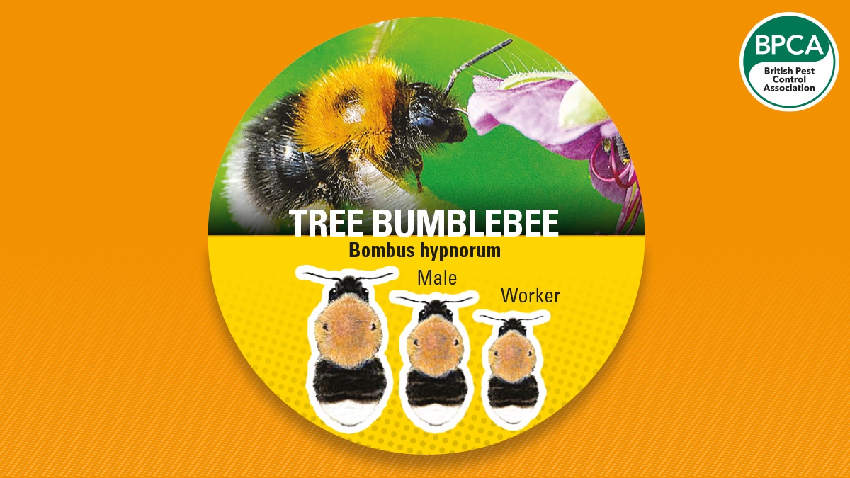 Bumblebee tree bumble